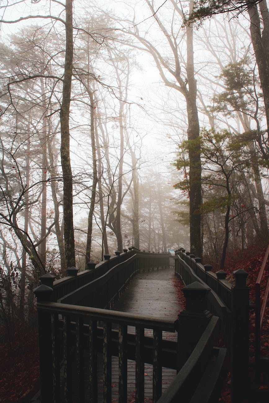 foggy autumnal forest