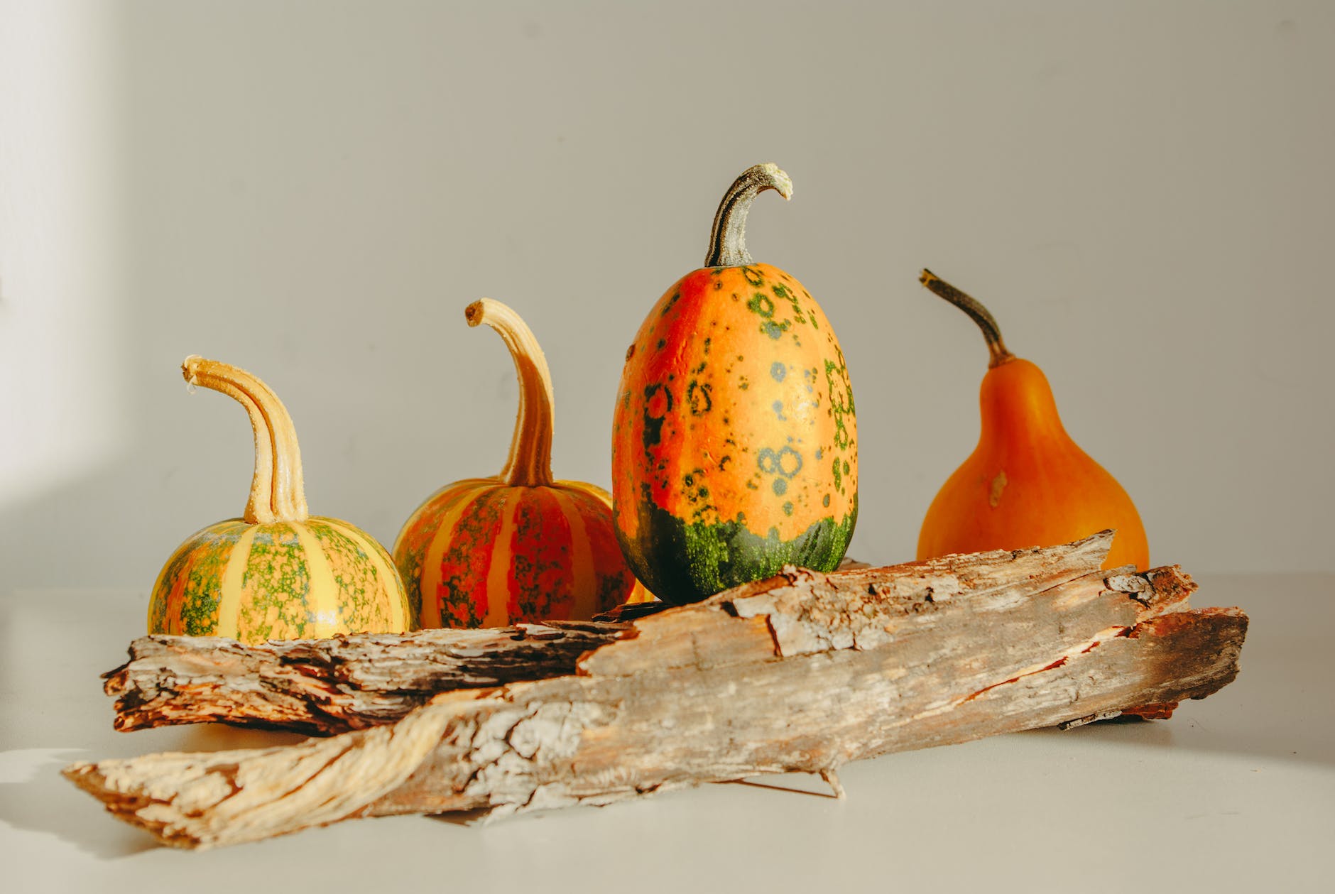 decoration with pumpkins and rotten branch