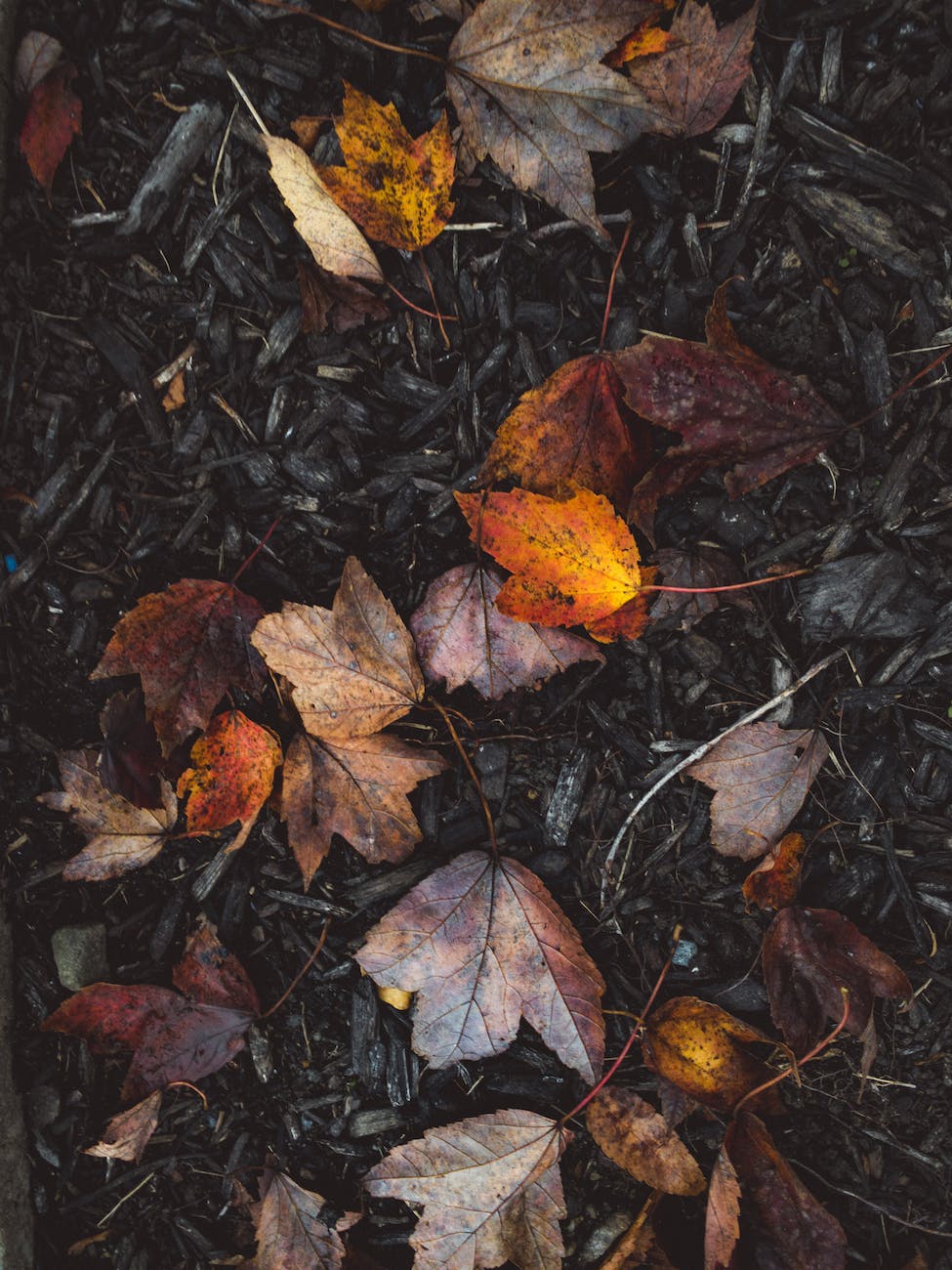 fallen leaves on ground in forest